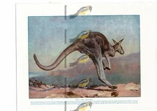 Great Grey Kangaroo, Book Illustration (Print), c1925