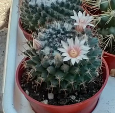 Mammillaria sempervivi Tightly Packed Pyramid Tubercles Cactus 1