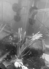 fancy guppy surprise pack