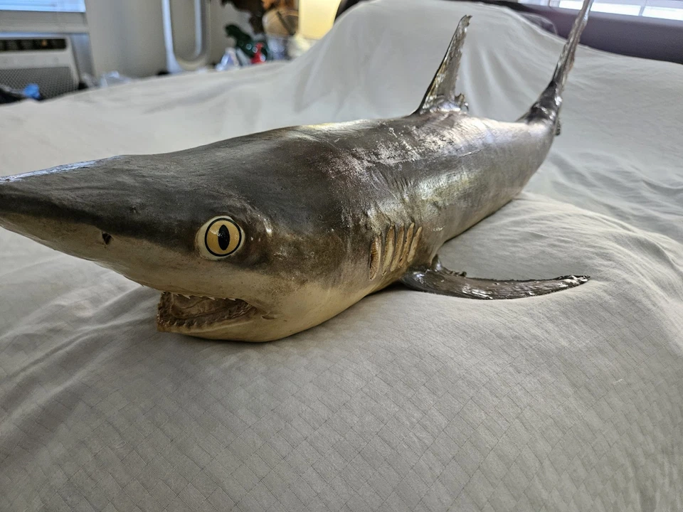 🦈 Ultra Rare Antique Real Skin Thrasher Shark Taxidermy Mount – 33.5” Long 🦈 - Image 2 of 4