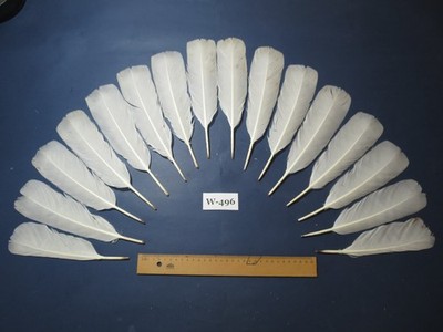 16 Stück weiße Truthahnschwanzfedern, Fliegenbindematerial (Faser 40-50 mm) (W-496)