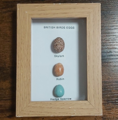 British Birds Eggs Collection Framed Replicas In A Wooden Box Frame Taxidermy