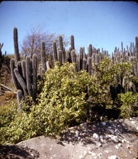 Vintage Stereo Realist Photo 3D Slide CACTUS JAMAICA 1958