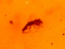 Odd Looking Wasp with Flies in Burmite Amber Fossil Gemstone Dinosaur Age