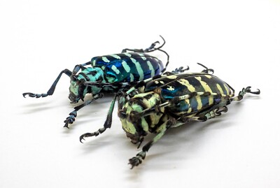 Cerembycidae -Longhorn- Anoplophora graafi (Pair) - South Sumatra