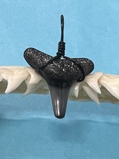 SHARK TOOTH PENDANT…3/4 Inch Fossilized LEMON Shark Tooth from Venice Florida 