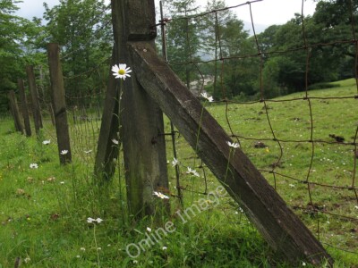 Photo 6x4 Oxeye daisies Keswick/NY2623 A clump of daisies adjacent to a  c2011