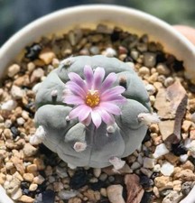 1pcs 2.5-3cm Cactus Succulent Plant Home Garden Beautiful Flowering Plant