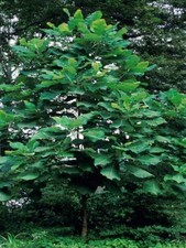 big leaf magnolia tree 12" to  30"