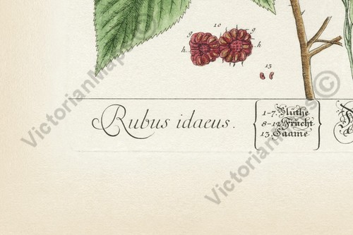 Raspberry plant flower berry antique engraving Blackwell 1737 art print poster - Picture 8 of 20