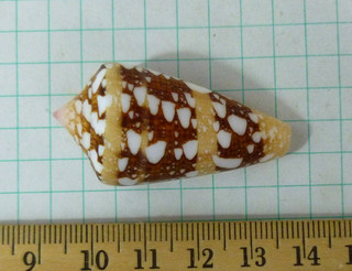 Pretty Conus ammiralis 43mm F /F Philippines