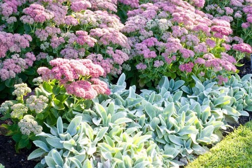 LAMBS EAR 50 SEEDS STACHYS LANATA DEEP ROSE EDIBLE EASY TO GROW - Picture 3 of 5