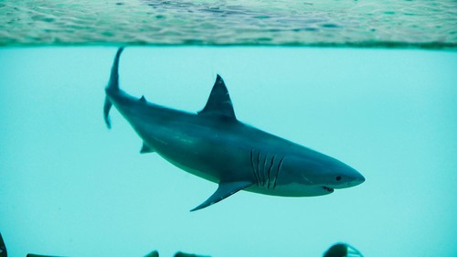 Epoxy Resin Diorama P-40 Warhawk (1/72 Trumpeter) - Picture 3 of 7