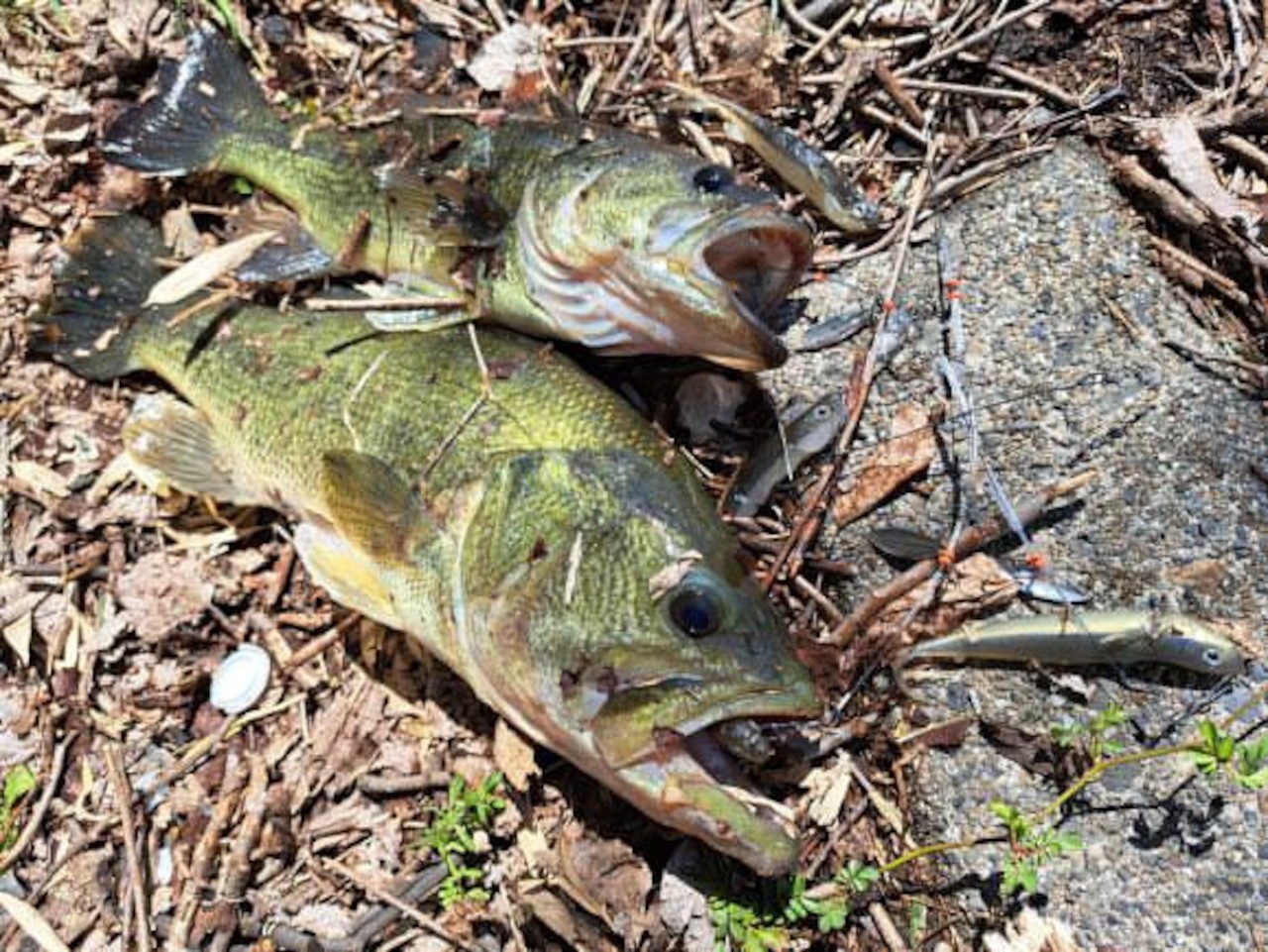 JDM Shape Memory 0.4mm Wire Alabama Rig FALK Spalo FA Umbrella Rig NEW Qty.1 - Image 5