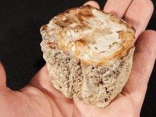 225 Million Year Old! Polished Petrified WOOD Fossil Madagascar 231gr