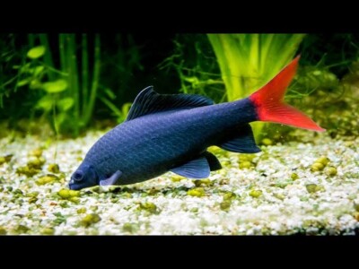 5-Pack Redtail Sharks-1” – Live Freshwater Fish for Aquariums