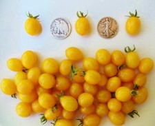 Blondkopfchen - German Cherry  +30 Seeds Buy any 3 or more items, 10% off order!