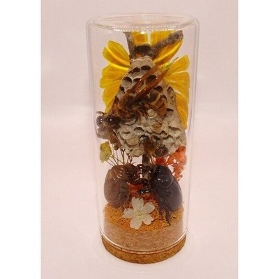 Wasp Nest Hornet Bees Rhinoceros Beetle Cicada Skin Oddity Jar taxidermy diorama