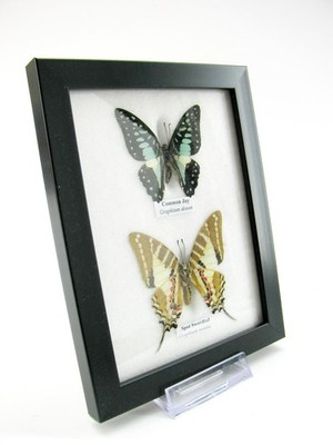2 Real Butterflies, Padded, Beautiful Display Case One Piece Mural A-02-h-09