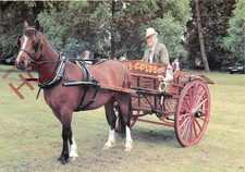 Picture Postcard:-Horse, the Milkcart