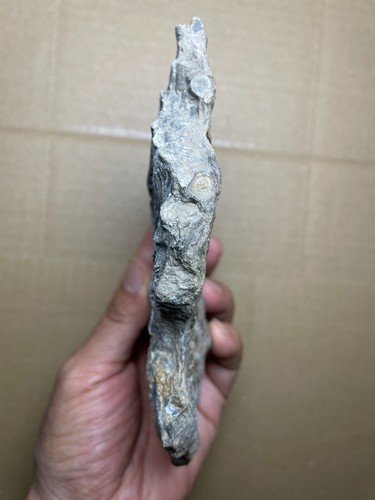 584g Trias natürliches Crinoid Probe geologisches Gestein - Bild 19 von 22