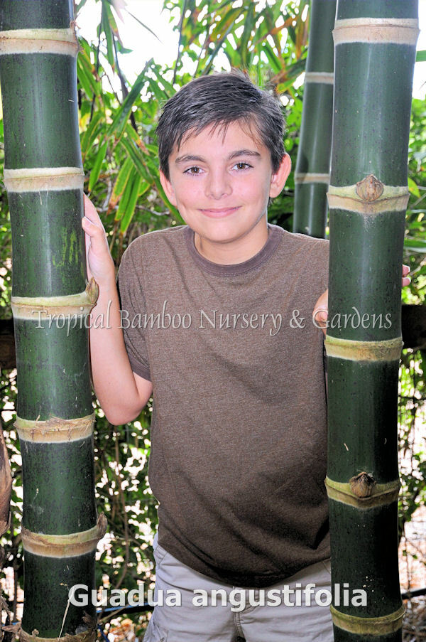 Guadua Bamboo - Guadua angustifolia **CLUMPING** | eBay
