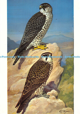 D003417 Hilfe die Greifvögel zu retten. Lanner Falke. Dixon