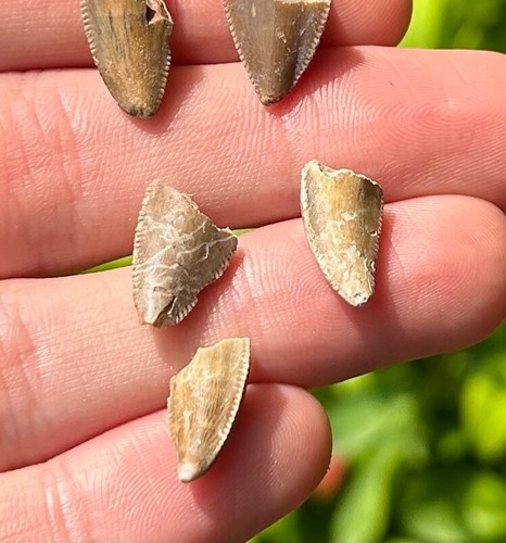 Rare Majungasaurus Premax Dinosaur Teeth Fossils LOT OF 5 Madagascar Theropod - Picture 9 of 9