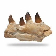 Mosasaur Jaw Fragment with Teeth – Fossil Marine Reptile Cretaceous Specimen