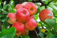 40 Red Delicious Apple Tree Seeds - FRESH SEEDS