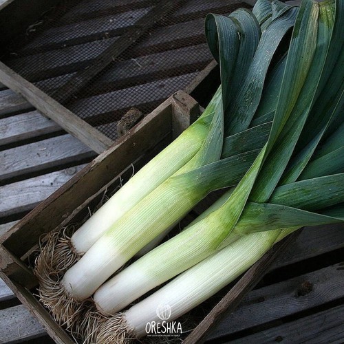Carantan Leek 50+ PCS fresh seeds, organic herb seeds - Foto 7 di 8