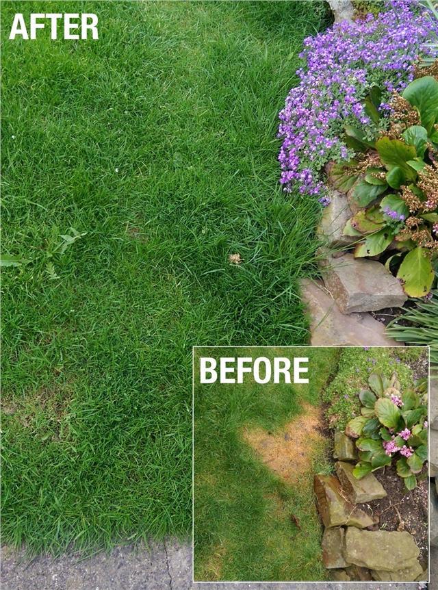 PEE-FIX Dog Urine Neutralizer For Grass - Natural Lawn Patch Repair Treatment, Safe For Pets-987029