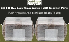 Sterilized Rye Berry Grain Spawn – (2 X 1 lb Bags with Injection Ports)