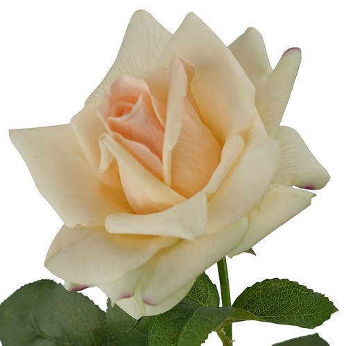 Artificial Champagne Color Real Touch Ecuador Rose 73cm Wedding & Home & Decor - Picture 3 of 4