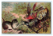 A.S.T.C Black Tip Cat & Birds in Shoe Comical Humor Manchester NH - Damaged 