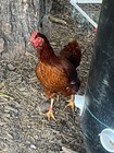 Rhode Island Red Hatching Eggs (10+) — photo 3