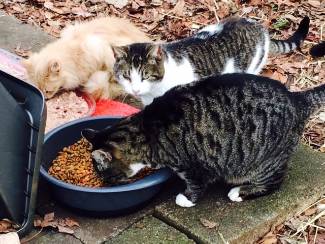 SPONSOR EVICTED RELOCATED FERAL CATS RESCUE REC COLOR PHOTO HELPS FEED COSTS