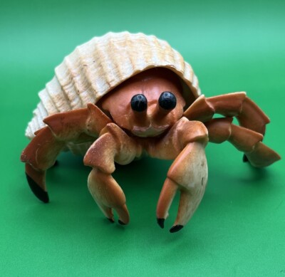 HERMIT CRAB WITH HIS HOUSE SEA CREATURE - ADORABLE LITTLE GUY | eBay