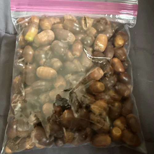 2 LBs Fresh Acorns for Wildlife or Planting (2025) Mix Variety
