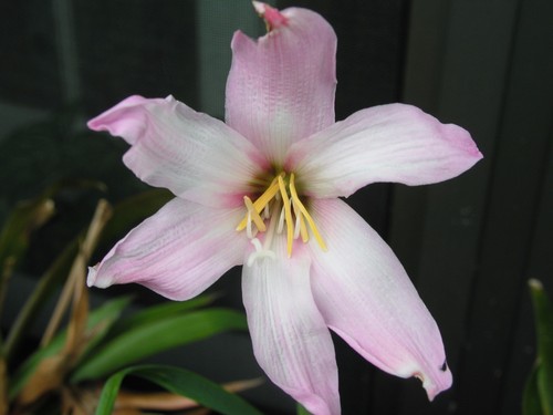 Rain Lily, Habranthus Floryi Cherry Pink, 3 bulbs, NEW, RARE, zephyranthes - Picture 8 of 10