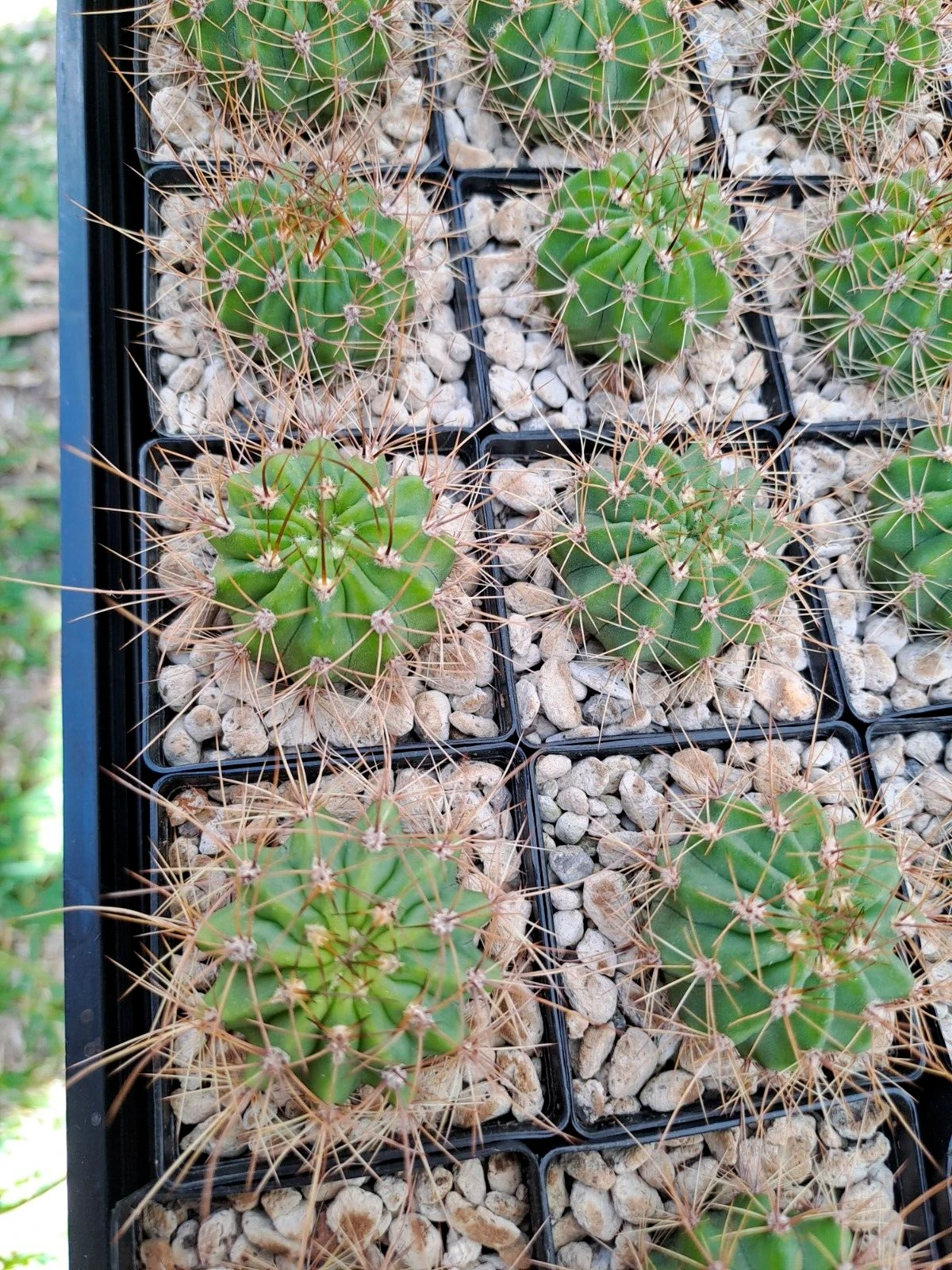 Picture 3 of 6