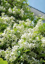 Rare 5G Scented Jasmine Flower Seed