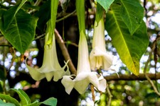Pianta Brugmansia arborea, Datura arborea TROMBONE DELL'ANGELO FOTO REALI
