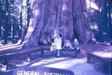 1970s Kodachrome 35mm Slide General Sherman Tree Sequoia National Park USA