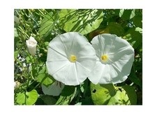 MORNING GLORY Ipomea PEARLY GATES | x12 Large Plug Plants | PRE ORDER | FREE P&P