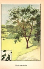 1926 Vintage TREES "WILD BLACK CHERRY" GORGEOUS COLOR Art Print Lithograph