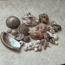 23 x  Collector Shell Specimen Onica Voluta Trocus Mother of Pearl Onica Whelk  