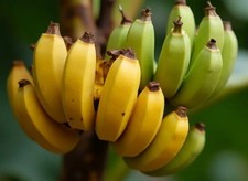 winterharte Ess-Banane Palmen schnellwüchsige exotische Pflanzen für den Garten