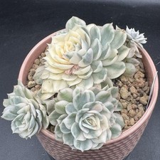 Imported Succulent live plant Rare Succulent Home Decor Echeveria Onslow #232