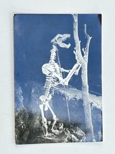 TRIESTE GROTTA GIGANTE URSUS SPELAEUS VECCHIA CARTOLINA OLD POSTCARD